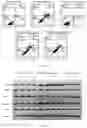 Fig. 04 - USE OF PRUSSIAN BLUE NANOPARTICLES IN THE PREPARATION OF A MEDICAMENT FOR THE PREVENTION, DELAY OR TREATMENT OF NEURODEGENERATIVE DISEASE