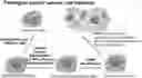 Fig. 01 - Silicified immunogenic cells, methods of making, and methods of using