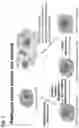 Fig. 02 - Silicified immunogenic cells, methods of making, and methods of using