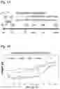 Fig. 07 - Silicified immunogenic cells, methods of making, and methods of using