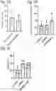 Fig. 12 - Silicified immunogenic cells, methods of making, and methods of using