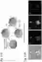 Fig. 16 - Silicified immunogenic cells, methods of making, and methods of using