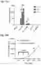 Fig. 19 - Silicified immunogenic cells, methods of making, and methods of using