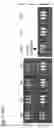 Fig. 24 - Silicified immunogenic cells, methods of making, and methods of using