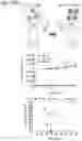 Fig. 25 - Silicified immunogenic cells, methods of making, and methods of using