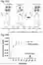 Fig. 27 - Silicified immunogenic cells, methods of making, and methods of using