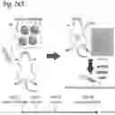 Fig. 37 - Silicified immunogenic cells, methods of making, and methods of using