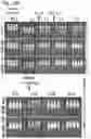 Fig. 40 - Silicified immunogenic cells, methods of making, and methods of using