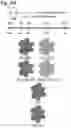 Fig. 42 - Silicified immunogenic cells, methods of making, and methods of using