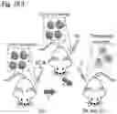 Fig. 46 - Silicified immunogenic cells, methods of making, and methods of using