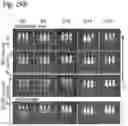 Fig. 47 - Silicified immunogenic cells, methods of making, and methods of using