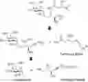 Fig. 01 - IMMUNOMODULATORY GLYCOSPHINGOLIPIDS AND METHODS OF USE THEREOF