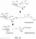 Fig. 04 - IMMUNOMODULATORY GLYCOSPHINGOLIPIDS AND METHODS OF USE THEREOF