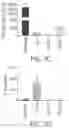 Fig. 17 - IMMUNOMODULATORY GLYCOSPHINGOLIPIDS AND METHODS OF USE THEREOF
