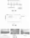 Fig. 18 - IMMUNOMODULATORY GLYCOSPHINGOLIPIDS AND METHODS OF USE THEREOF