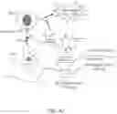 Fig. 21 - IMMUNOMODULATORY GLYCOSPHINGOLIPIDS AND METHODS OF USE THEREOF