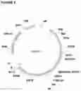 Fig. 07 - BAFF-R/CD19 TARGETED CHIMERIC ANTIGEN RECEPTOR-MODIFIED T CELLS AND USE THEREOF