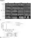 Fig. 12 - BAFF-R/CD19 TARGETED CHIMERIC ANTIGEN RECEPTOR-MODIFIED T CELLS AND USE THEREOF