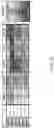 Fig. 13 - MODIFIED CELLS AND METHODS OF THERAPY