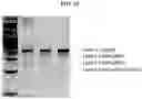 Fig. 14 - MODIFIED CELLS AND METHODS OF THERAPY