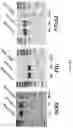 Fig. 16 - MODIFIED CELLS AND METHODS OF THERAPY