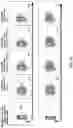 Fig. 26 - MODIFIED CELLS AND METHODS OF THERAPY