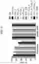 Fig. 28 - MODIFIED CELLS AND METHODS OF THERAPY