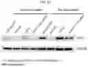 Fig. 71 - MODIFIED CELLS AND METHODS OF THERAPY