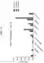 Fig. 84 - MODIFIED CELLS AND METHODS OF THERAPY