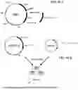 Fig. 88 - MODIFIED CELLS AND METHODS OF THERAPY