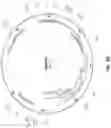 Fig. 05 - ANTI-ALPP CAR-T CELL THERAPY