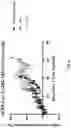 Fig. 13 - ANTI-ALPP CAR-T CELL THERAPY