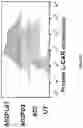 Fig. 21 - ANTI-ALPP CAR-T CELL THERAPY
