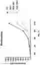 Fig. 30 - ANTI-ALPP CAR-T CELL THERAPY