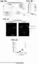 Fig. 05 - METHODS FOR IMPROVING COGNITIVE FUNCTION