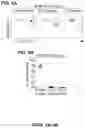 Fig. 25 - METHODS FOR IMPROVING COGNITIVE FUNCTION