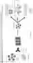 Fig. 23 - MATERIALS AND METHODS FOR BONE MARROW TRANSPLANTATION