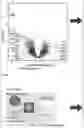 Fig. 28 - MATERIALS AND METHODS FOR BONE MARROW TRANSPLANTATION