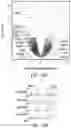 Fig. 41 - MATERIALS AND METHODS FOR BONE MARROW TRANSPLANTATION
