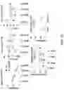 Fig. 48 - MATERIALS AND METHODS FOR BONE MARROW TRANSPLANTATION