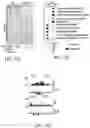 Fig. 54 - MATERIALS AND METHODS FOR BONE MARROW TRANSPLANTATION
