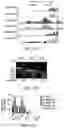 Fig. 59 - MATERIALS AND METHODS FOR BONE MARROW TRANSPLANTATION
