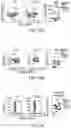 Fig. 67 - MATERIALS AND METHODS FOR BONE MARROW TRANSPLANTATION