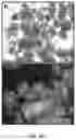 Fig. 30 - USE OF OVARIAN-DERIVED HYDROGELS FOR RESTORATION OF REPRODUCTIVE FUNCTION AND HEALTH IN WOMEN
