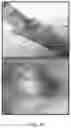 Fig. 31 - USE OF OVARIAN-DERIVED HYDROGELS FOR RESTORATION OF REPRODUCTIVE FUNCTION AND HEALTH IN WOMEN