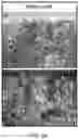 Fig. 34 - USE OF OVARIAN-DERIVED HYDROGELS FOR RESTORATION OF REPRODUCTIVE FUNCTION AND HEALTH IN WOMEN