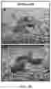 Fig. 35 - USE OF OVARIAN-DERIVED HYDROGELS FOR RESTORATION OF REPRODUCTIVE FUNCTION AND HEALTH IN WOMEN