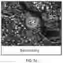 Fig. 43 - USE OF OVARIAN-DERIVED HYDROGELS FOR RESTORATION OF REPRODUCTIVE FUNCTION AND HEALTH IN WOMEN