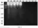 Fig. 47 - USE OF OVARIAN-DERIVED HYDROGELS FOR RESTORATION OF REPRODUCTIVE FUNCTION AND HEALTH IN WOMEN