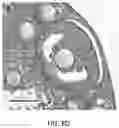 Fig. 51 - USE OF OVARIAN-DERIVED HYDROGELS FOR RESTORATION OF REPRODUCTIVE FUNCTION AND HEALTH IN WOMEN